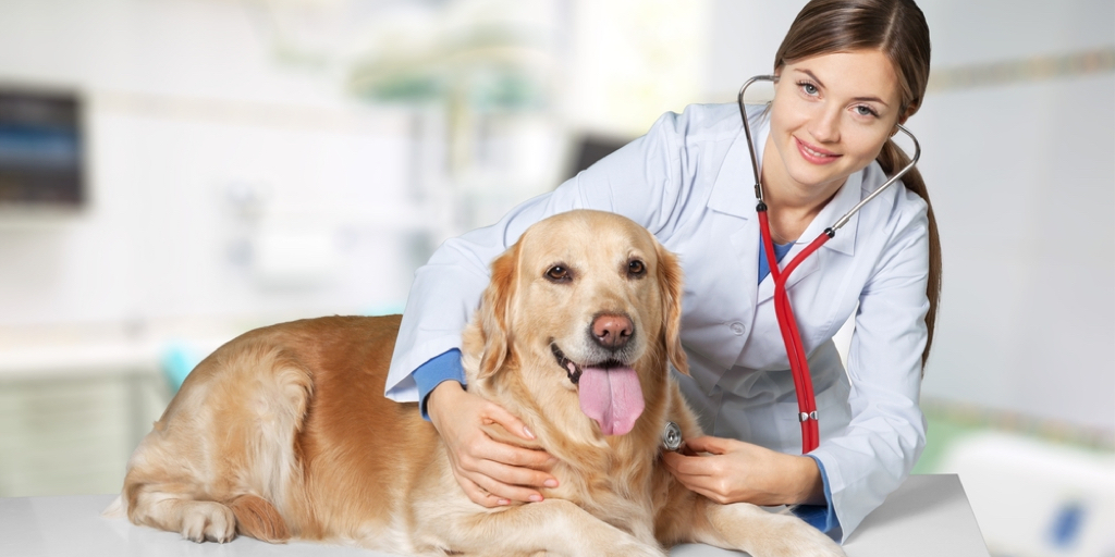 Telehealth Apps For Pets