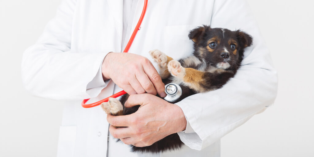 leveraging-pet-health-analytics-for-improved-care